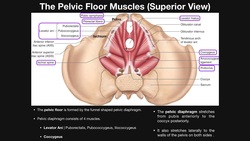 The Pelvic Floor Muscles (Part 1) | Basic Anatomy Instructional Video
