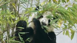 Up Close with Giant Pandas: Peaceful Bamboo Munching and Playtime Stock Footage