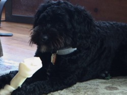 Animales complejos: valoracion de video Instructional Video