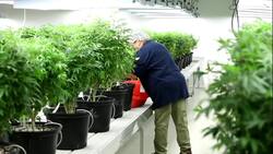 Pot industry brings plenty of jobs to Canadians News Clip
