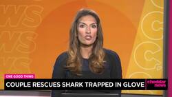 One Good Thing: Couple Rescues Shark Trapped in Glove News Clip