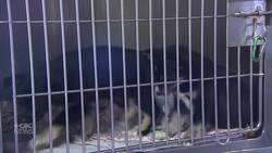 Proposed Iqaluit bylaw to euthanize loose animals 24 hours after capture sparks controversy News Clip