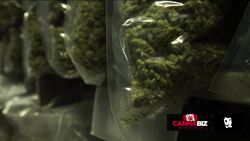 Inside Canopy Growth's Massive Cannabis Manufacturing Facility News Clip