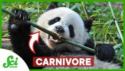 Not All Carnivores Eat Meat Instructional Video