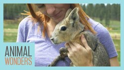 New Baby Patagonian Cavy! Instructional Video
