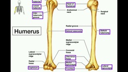 Anatomy | Specific Bony Features of the Radius & Ulna Instructional Video