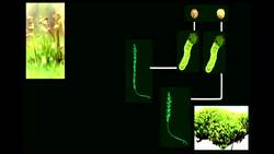 The Life Cycle of Moss Plants Instructional Video