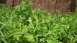 Stock footage of hosepipe, watering can and sprinkler as hosepipe bans are due to come into force News Clip
