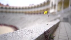 CLEAN : Spain's bullfighting season frozen by the pandemic News Clip