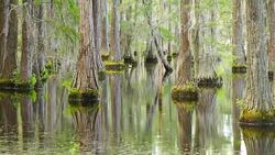 Smooth Water Reflects Cypress Trees in Swamp Marsh Lake Stock Footage