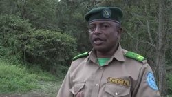 VOICED : High stakes conflict threatens DR Congo gorillas News Clip