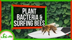 How Bacteria Helped Plants Take Over the World | SciShow News Instructional Video