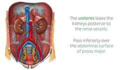 Ureters Instructional Video