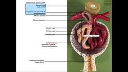 The Renal Corpuscle, Glomerulus, and Blood Filtration Instructional Video