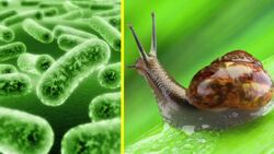 Creating a Water Ecosystem Instructional Video