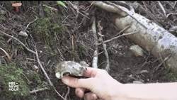 These forest fungi are a bounty for Arizona mushroom hunters News Clip