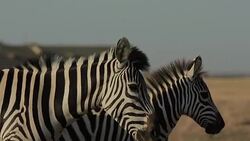 Zebra Shakes Mane Stock Footage