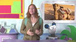 What’s Inside a Camel’s Hump? Instructional Video