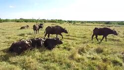 buffalo bulls grazing in savanna at africa Stock Footage