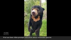 This sun bear might move like a human — but it is, in fact, a bear News Clip
