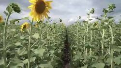 The forward movement of sunflowers Stock Footage