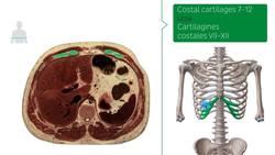 11th Thoracic vertebra level Instructional Video