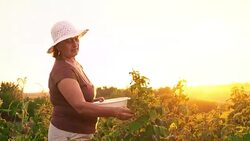 An elderly woman collects raspberries at sunset. Organic food. Stock Footage