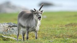 Svalbard Reindeer Stock Footage