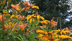 Structures of Living Things Instructional Video