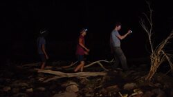 How to Catch and Measure a Pygmy Crocodile Instructional Video