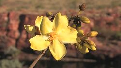 Ants crawling on a yellow tropical flower, Australia Stock Footage