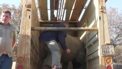 CLEAN : The Rhino Whisperer: Wildlife vet Pierre Bester relocates and rewilds rhinos News Clip