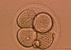 Stem Cells: Versatile Cells with the Potential to Specialize Instructional Video