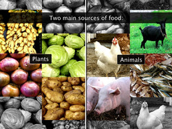 Sources of Food Instructional Video