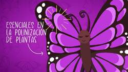 I WONDER - Are Butterflies Pollinators? Me Pregunto - Las Mariposas Son Polinizadoras? Instructional Video