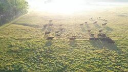 Agriculture field with cows grazing on a foggy morning Stock Footage