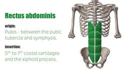 Rectus abdominis muscle Instructional Video