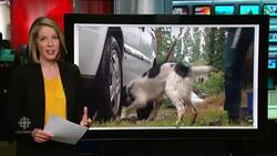 Angus the dog: B.C. hospital's weapon against C. difficile News Clip