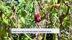 City Council works to get back portion of beloved Belmont garden News Clip