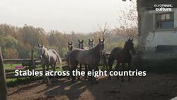 Hold your horses! Lipizzan breed could join UN protected heritage list News Clip