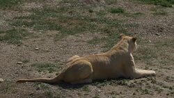 Tired lioness is resting at the end of the day Stock Footage