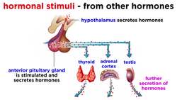 The Endocrine System Instructional Video