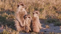 Compare Parents and Offspring Instructional Video