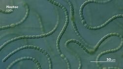 Getting to the Root of Nitrogen Fixation Instructional Video