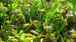 The algae and fishes in Aquarium Stock Footage