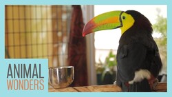 Our Toucan Can Fly! Instructional Video