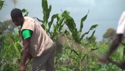 CLEAN : 6 months after Idai much help still needed in Beira says Caritas NGO News Clip