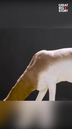 The endangered beauty of the Addra gazelle Instructional Video