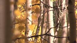 Seed and Plants Instructional Video