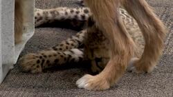 Cheetah and puppy team up at Ohio zoo News Clip